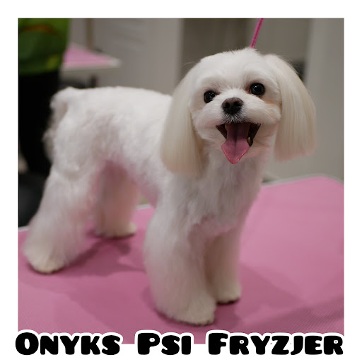 Onyks Psi Fryzjer | Groomer | Kursy groomerskie