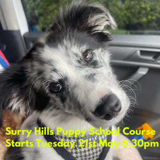 Surry Hills Puppy School by The Dog Sessions - Thumbnail