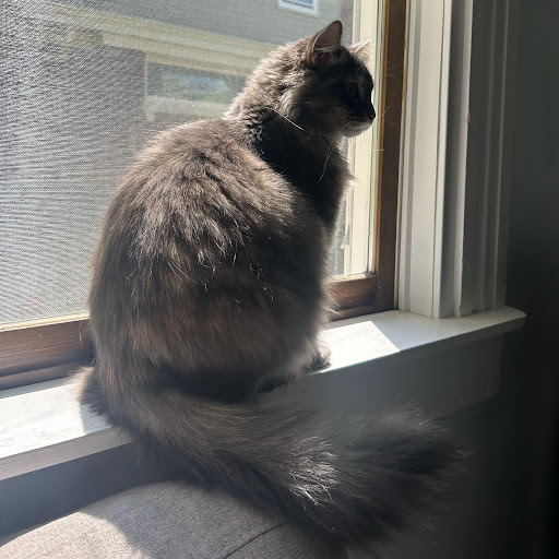 Pleasant Ridge Cat Care Clinic