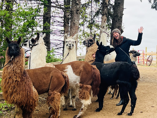 Carlson's Llovable Llamas Gallery - United States