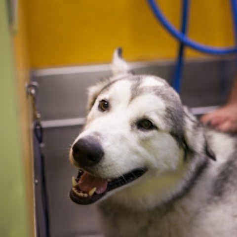 Wag N' Wash Natural Pet Food & Grooming