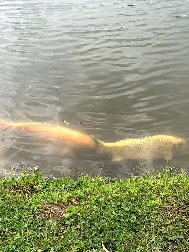 The Park Fishery - Thumbnail