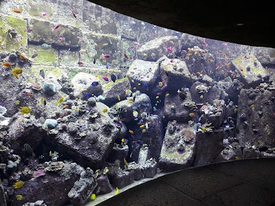 Photos of The Lost Chambers Aquarium