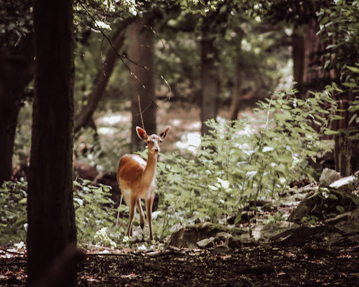 Freiherr - von Wintzingerrode Park - Thumbnail