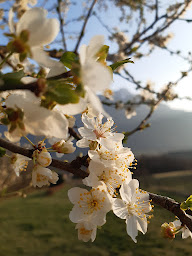Photo n°21 de Chez Berthe Meublés de tourisme -Location saisonnière à Ayse (Appartement de vacances)