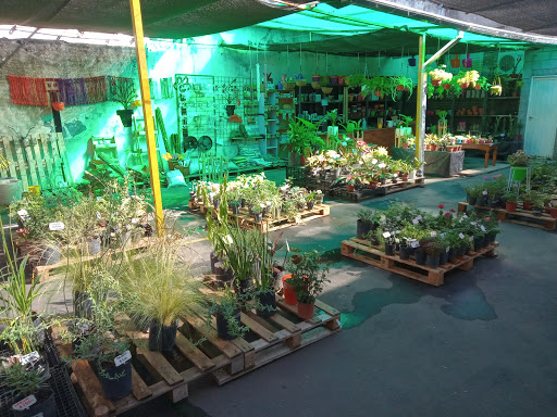 Vivero Pynandi - Foto 1