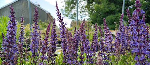 Purple Trees Garden Nursery - Thumbnail