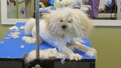 Paws Appeal Grooming and Doggy Day Care Logo