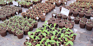 Photo n°2 de So Ethic! à Bonneuil-Matours (Jardin)