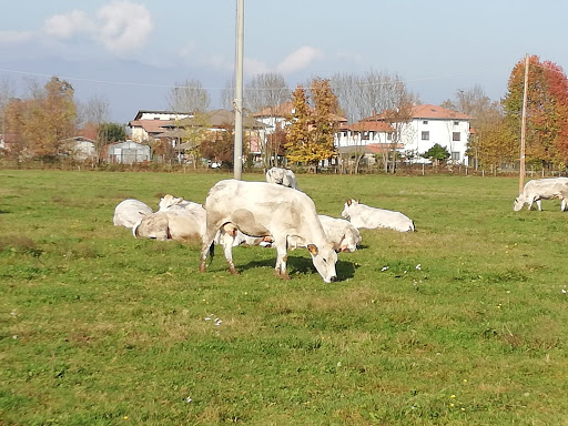 Macelleria Frison Spaccio Agricolo Cascina Dosso Gallery - Italy