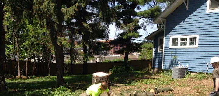 Witsken Tree Removal