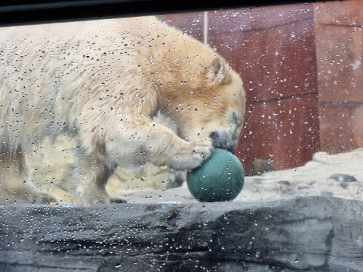 Eisbärengehege - Thumbnail
