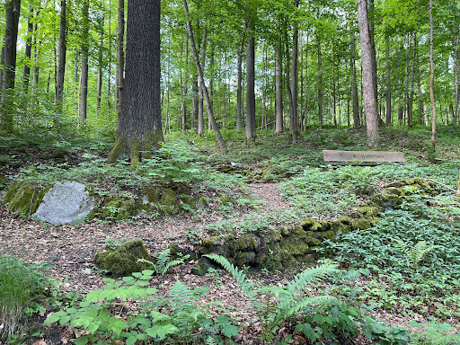 Waldquelle an der "Wettineiche" - Germany