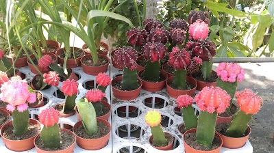 Photos of Orman Botanical Garden