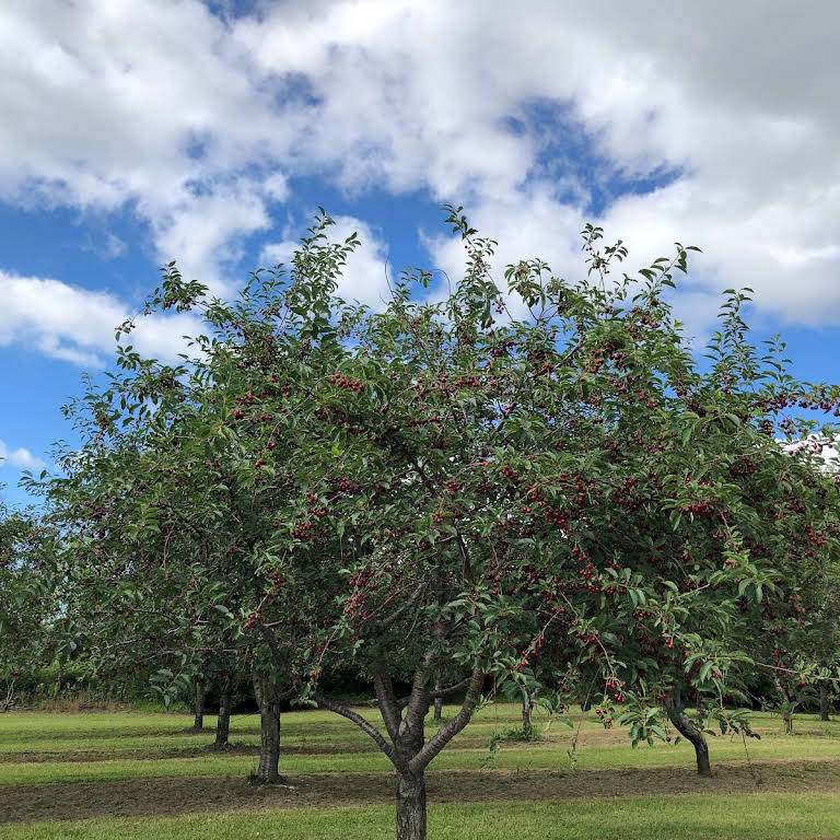 Robertson Orchards Orchard in Sturgeon Bay