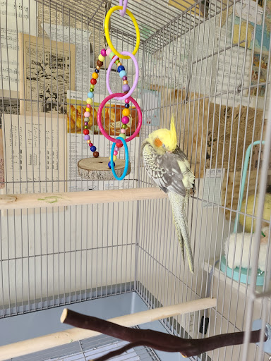 Maryland Exotic Birds Inc - Thumbnail