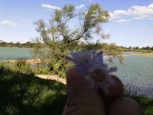 Photo n°8 de Arène de Lansargues à Lansargues (Arène)