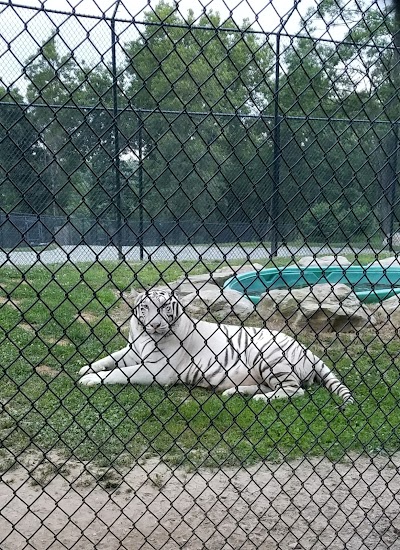 Photos of Nemacolin Animals