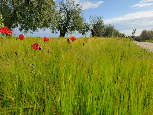 Fattoria dell'Oasi - Thumbnail
