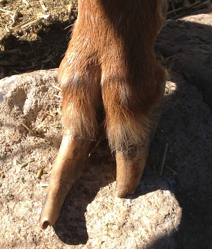 Wasatch Veterinary - Visual