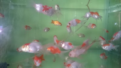Photos of Persawahan Aquarium