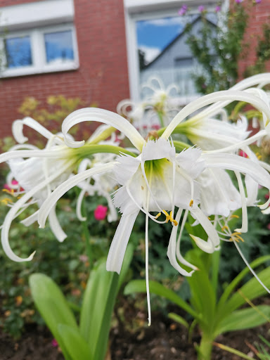 Lemo Gartendesign - Thumbnail