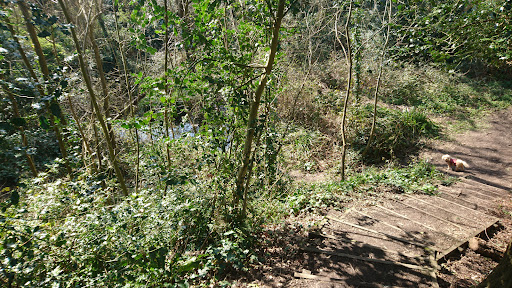 Skelly's Wood