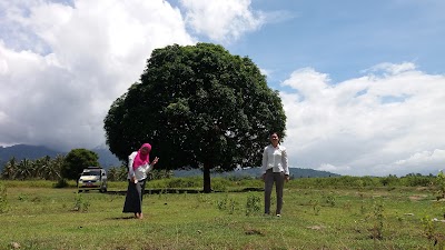 Photos of Pohon Hitz