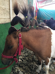 Photo n°29 de L'écurie des p'tits bouts à Denney (Centre équestre)