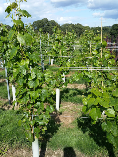 Wildwood Vineyard