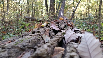 Photos of Goll Woods State Nature Preserve