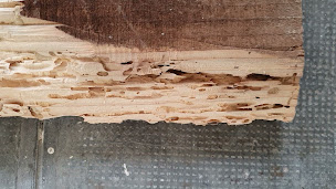 Photo n°14 de Morel Rénovations à Mazamet (Service d'extermination des nuisibles)