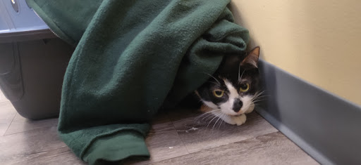 Collegeville Cat Clinic Gallery - United States