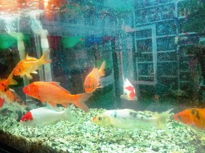 Photos of Animalerie Amazonia