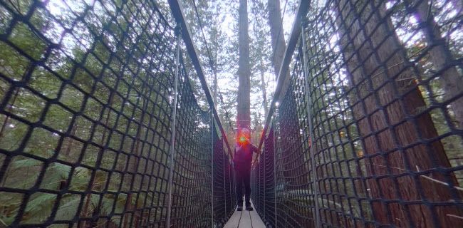 Redwoods Treewalk - Museum