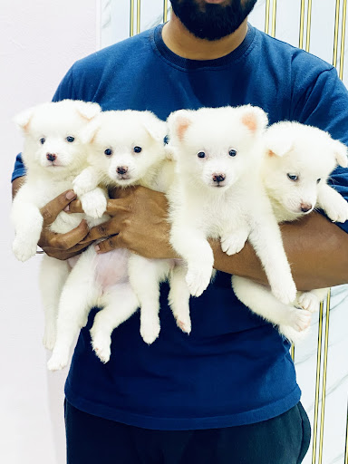 Spitz puppies available in Lucknow. post image