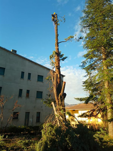 Tree willy - Visual
