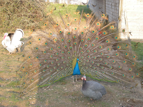 Du petit coin de Paradis - Ferme pédagogique à Saint-Georges-Buttavent