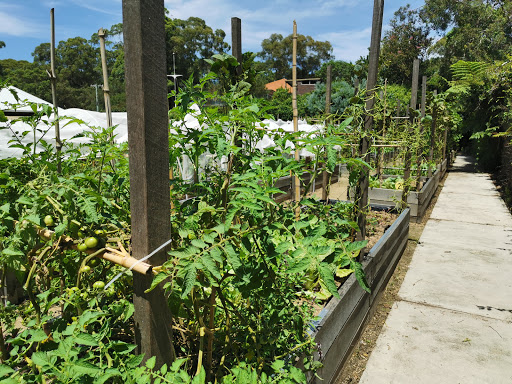 Artarmon Parklands Community Garden - Thumbnail