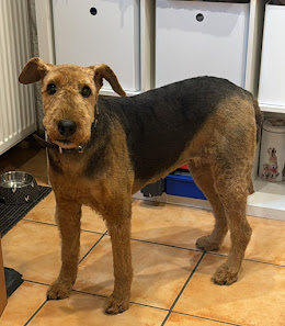 Bild: Giovanna Kuhnert Hund