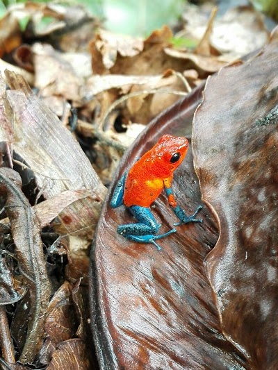 Photos of frog's paradise