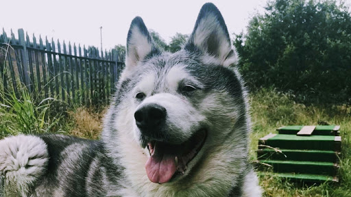 Tameside Huskies Off Lead Field
