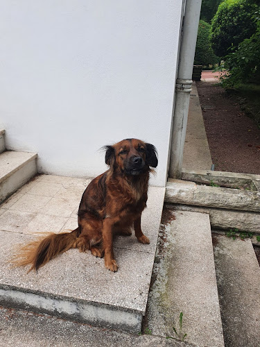 oceandogandcie.com