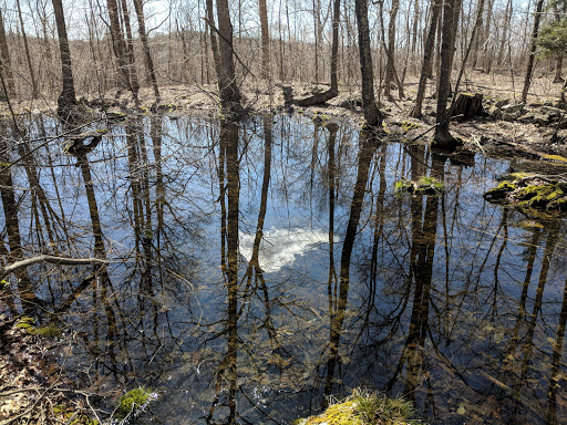 Nathan Hale State Forest - Thumbnail
