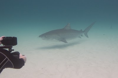 Photos of Blue Iguana Charters