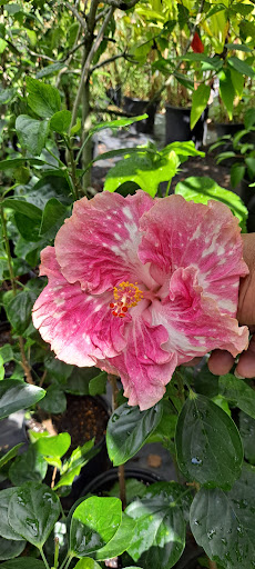 Lalita's Garden Gallery - United States