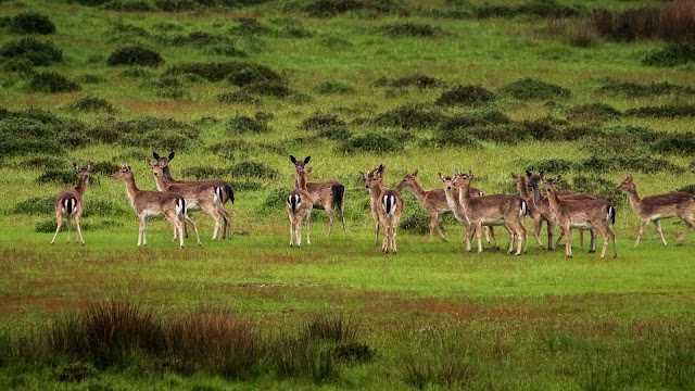 Safari Parc de Haute Saintonge