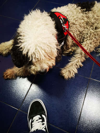 Centro Veterinario Santa Teresa - Thumbnail