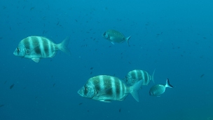 Photo n°1 de Centre de Plongée Le Poulpe à Le Barcarès (Magasin d'articles de sports)