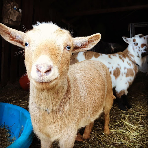 Prancing Goat Farm - Thumbnail